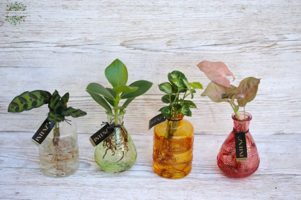 Hydroponische Pflanze im vase 1 st
