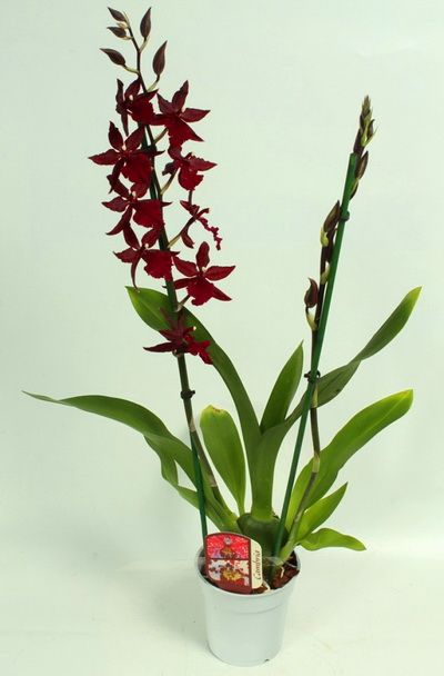 duftende Cambria Orchidee im Topf - Zimmerpflanze