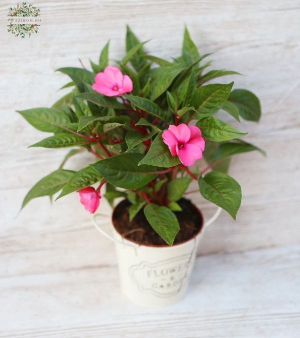 Impatiens (garten)