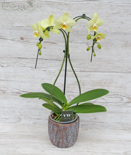 weisse gebogene Phalaenopsis Orchidee mit 2 Blütenständen im Topf  (drinnenpflanze)