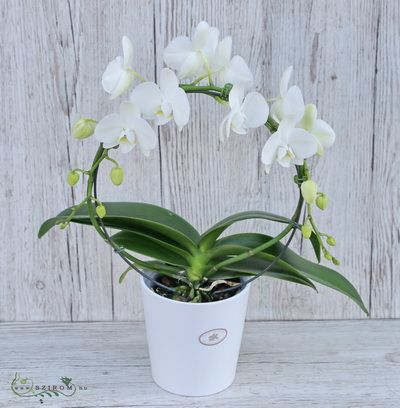 Gebogene Phalaenopsis-Orchidee in einem Blumentopf - Zimmerpflanze