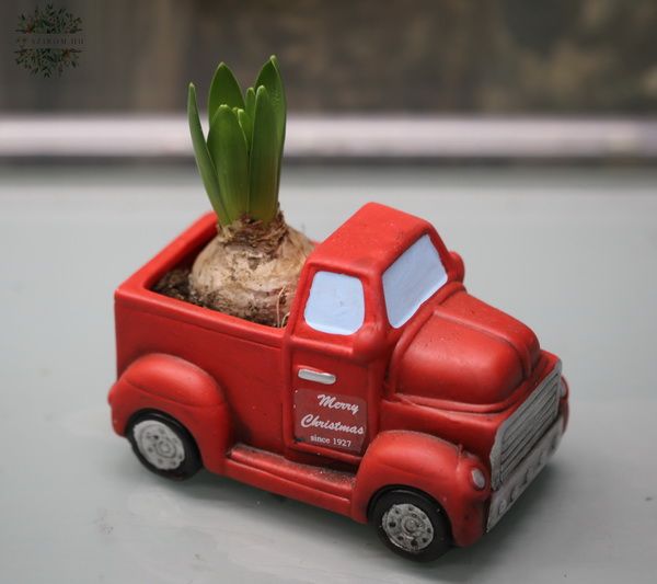 Hyacinth in Christmas car pot
