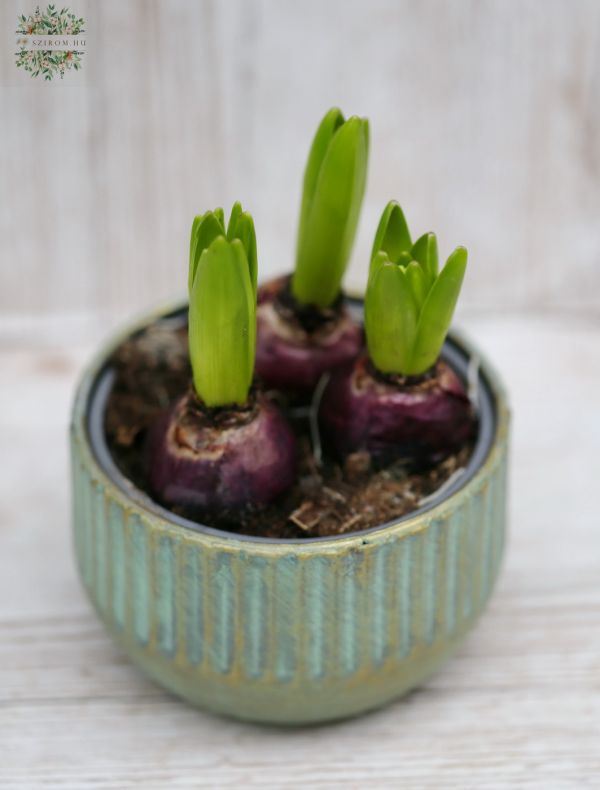 Hyacinth in a pot