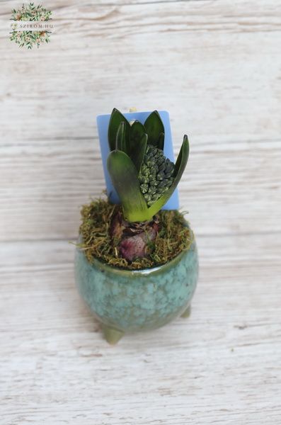 Hyacinth im Topf 