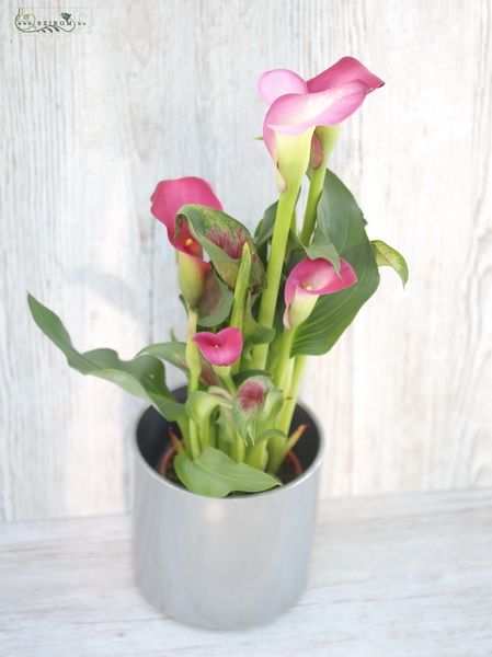 calla with pot (indoors)