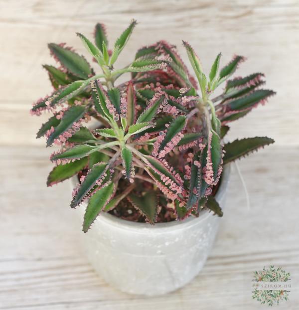 Kalanchoe daigremontiana 'Pink in Stone'
