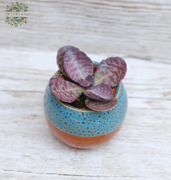 Kalanchoe Humilis Zebra mini (8cm)