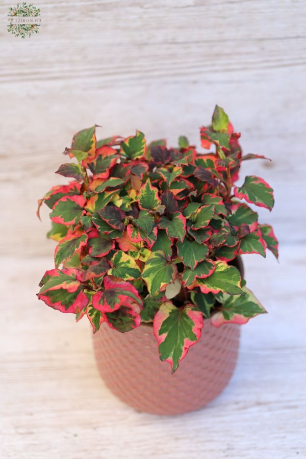 Houttuynia Cordata im Topf
