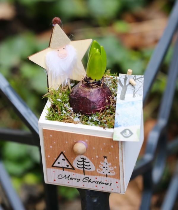 Weihnachts Hyacinth Kubus