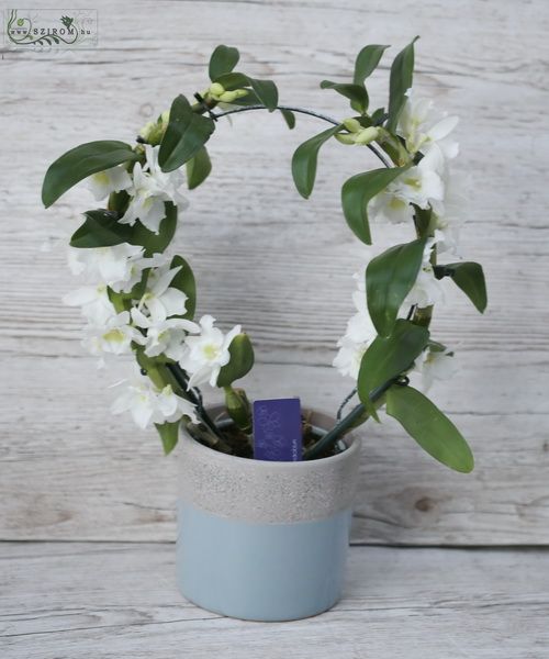 Karikába hajlított dendrobium orchidea kaspóban