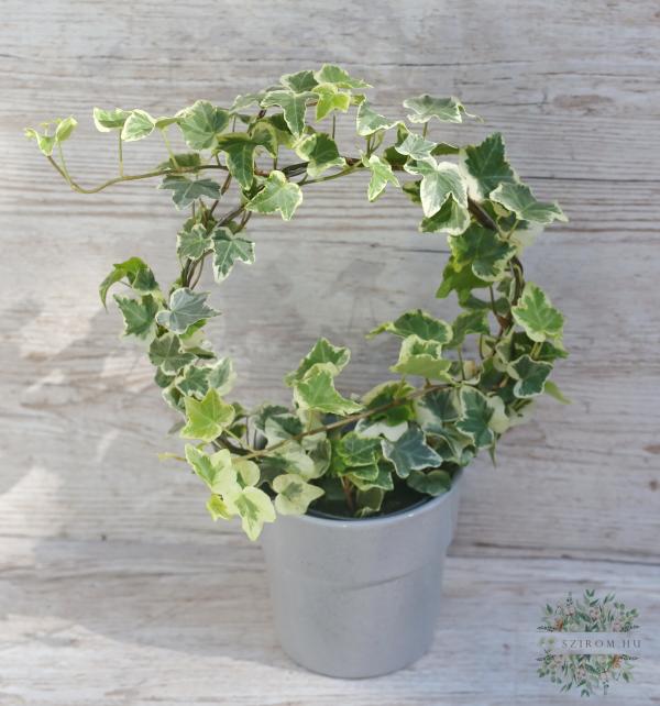 circle-trained ivy with white edged leaves (for outdoors and indoors)