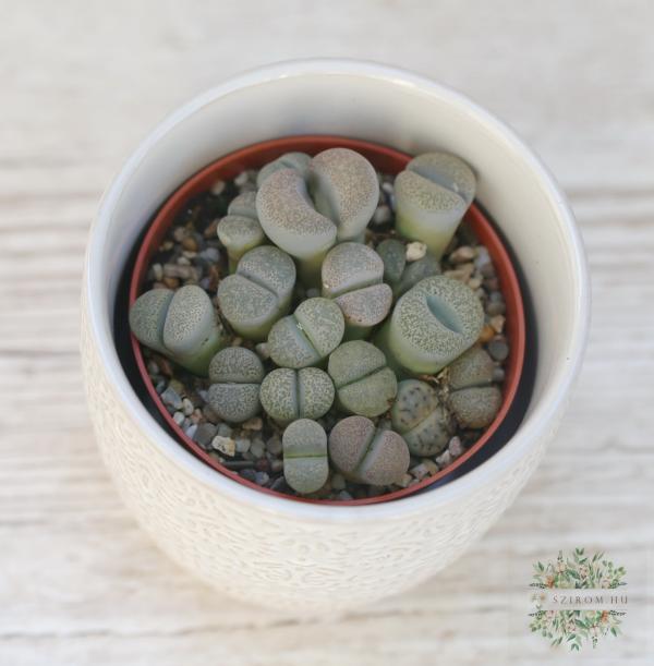 Felsenblume, verschiedene Arten (Lithops) im Topf