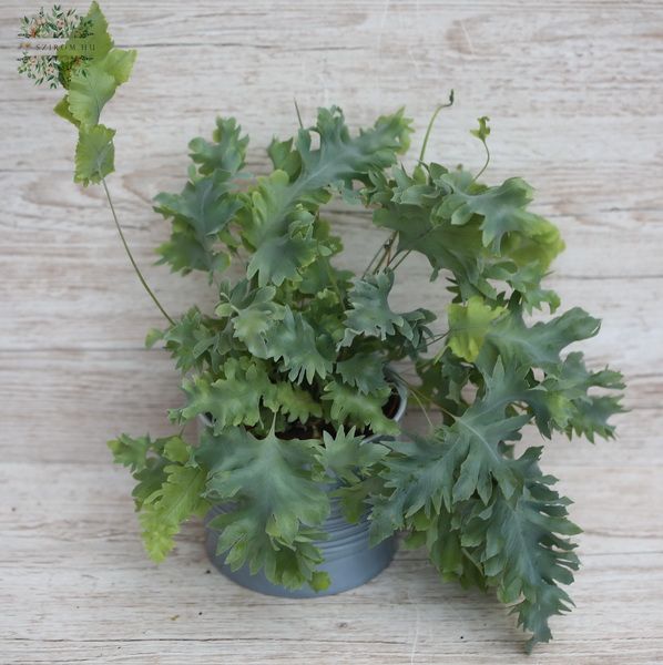 Blue fern in pot