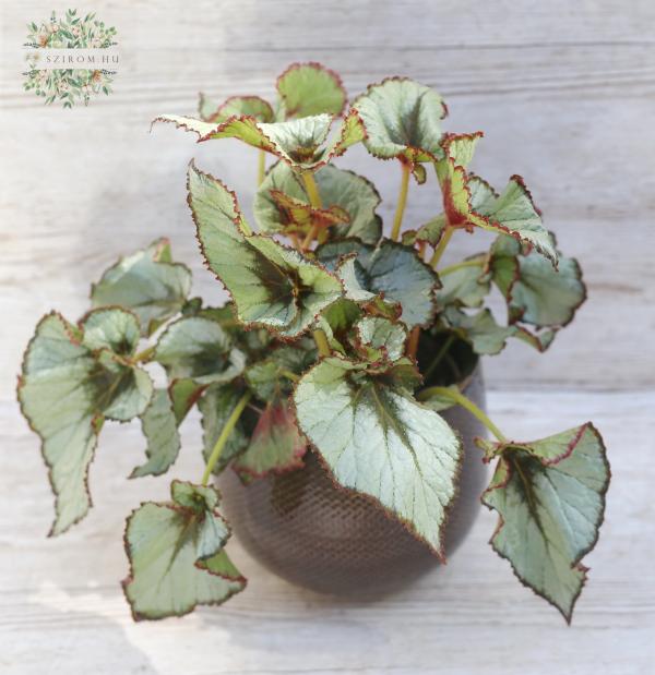 Begonia rex 'Escargot' in pot