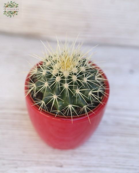 klene Echinocactus grusoni im Topf