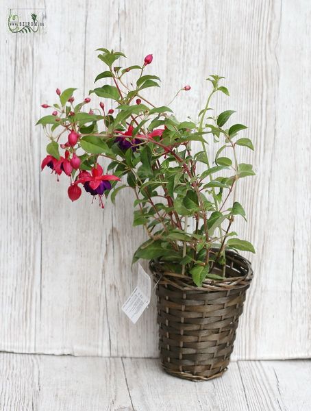 Small fuxia (outdoors)