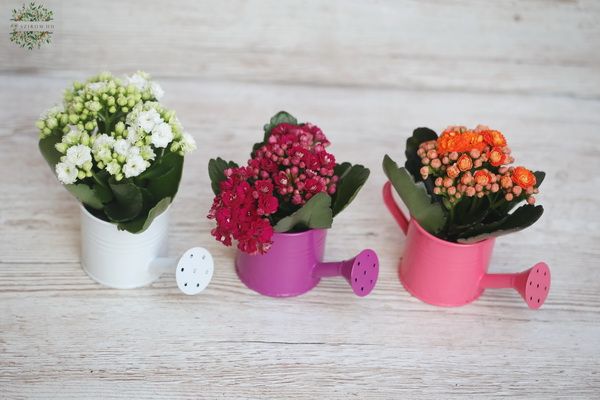 small coral flower in a tiny watering can