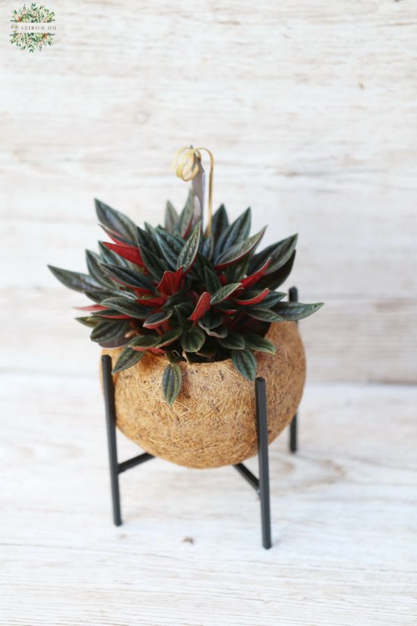 Kokodama Pepperomia