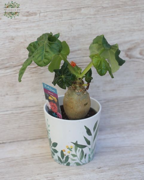Jatropha podagrica im Topf (20cm)