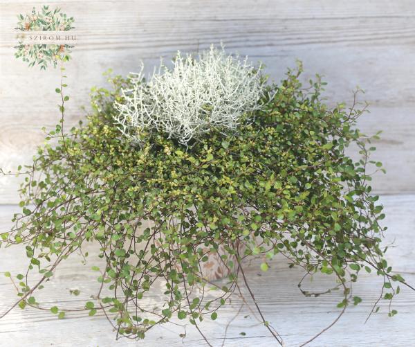 Leucophyta és Muehlenbeckia összeültetés (kültérre)