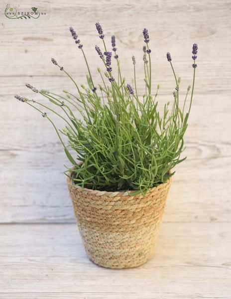 Lavander (outside plant) 