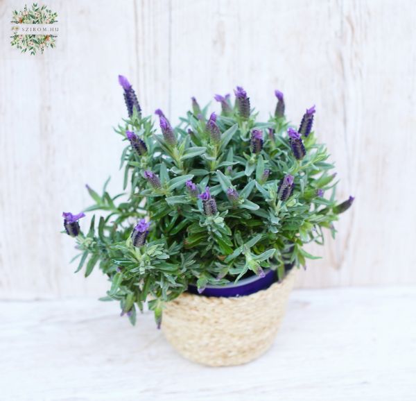 lavandula L. stoechas in pot