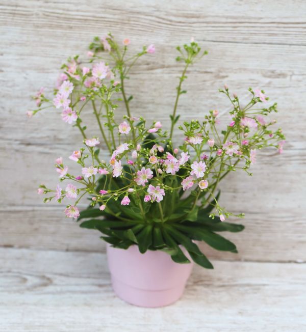 Lewisia Rocky in pot , mix color