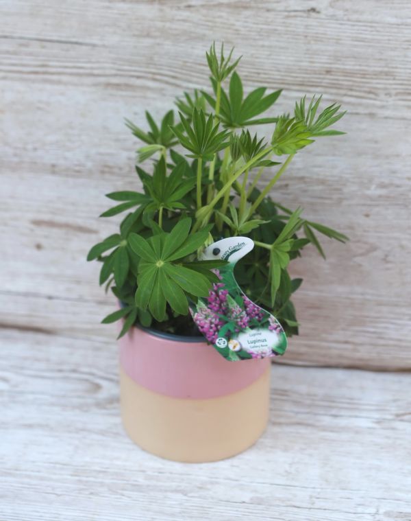 Lupinus Gallery rózsaszín csillagfürtkaspóval (kinti)