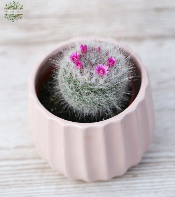 Mammillaria kaktusz kaspóval