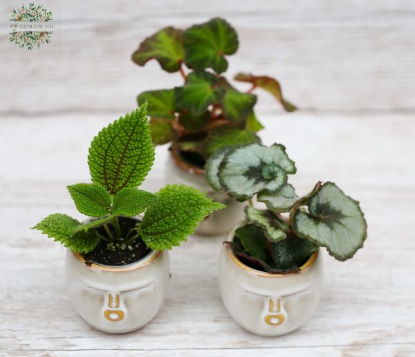 Mini begonia in a face-shaped pot, 1pc (10cm)