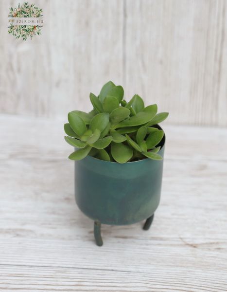 Mini metallic pot with plant