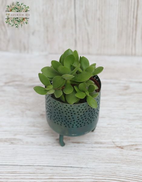 Mini-Metallvase mit Sukkulenten