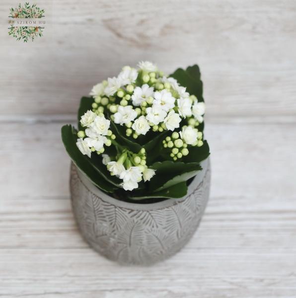 Mini Kalanchoe in verschiedenen Farben im Topf