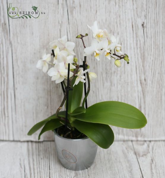 Mini Orchidee im Topf