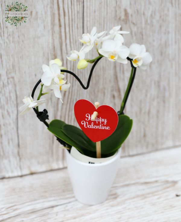 Eine in Herzform gezogene Mini Phalaenopsis-Orchidee