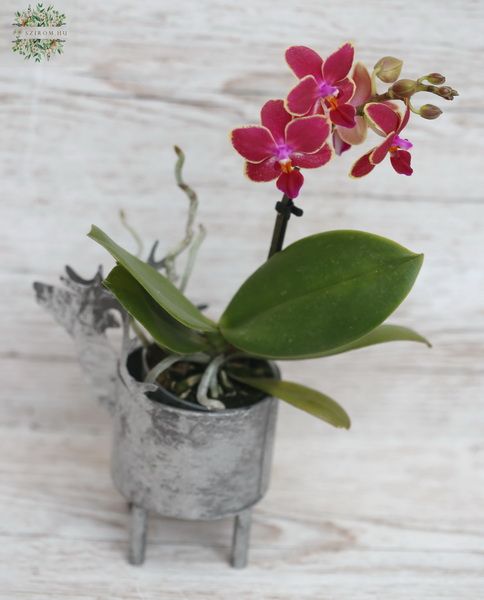 Mini phalaenopsis szarvas fém kaspóban változó színekben