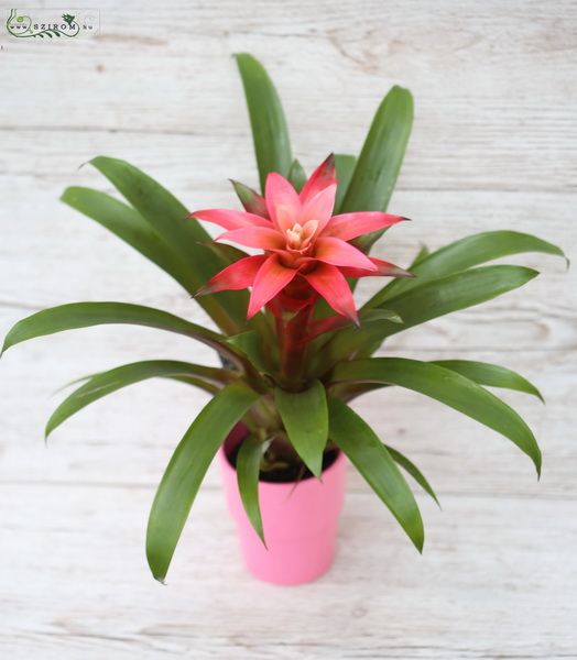 min roter Guzmania im topf