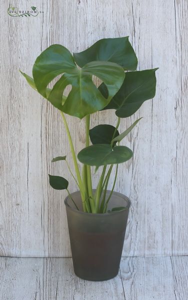 Monstera kaspóval 50 cm