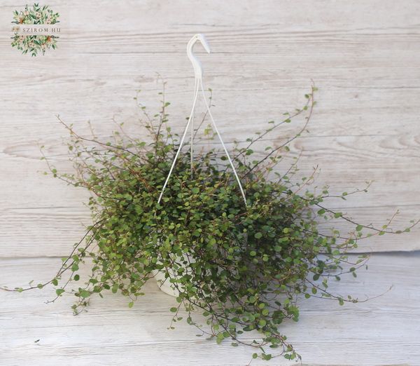 Muehlenbeckia axillaris in a 22 cm diameter hanging pot