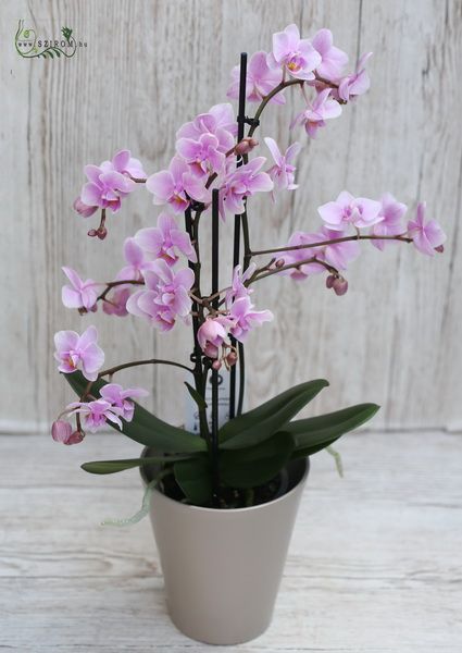 Multiflora phalaenopsis orchidea variety colors