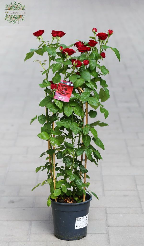 Große englische Rose in Rot, für Garten oder Balkon, im Plastiktopf