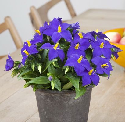 Persian Violet (Exacum) in pot