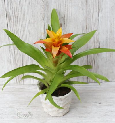 Orange guzmania with pot (40cm)