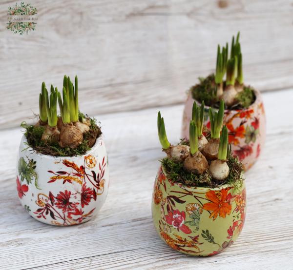 Narzisse mit Blumenmuster Topf 10 cm breit 1 Stück!