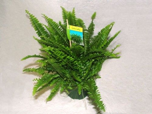 Nephrolepis exaltata kaspóban<br>(szobapáfrány)<br>(30cm) - szobanövény