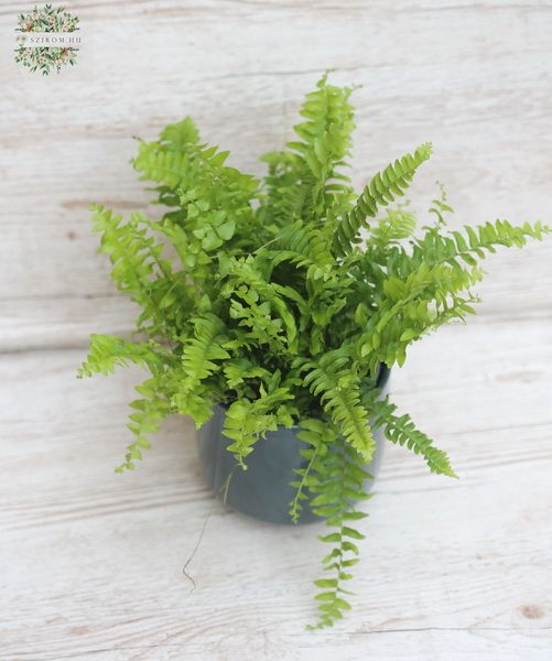 Nephrolepis exaltata in pot
