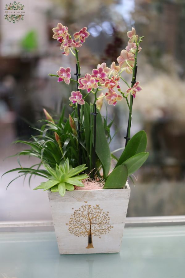 Cserepes növény válogatás fa kaspóban