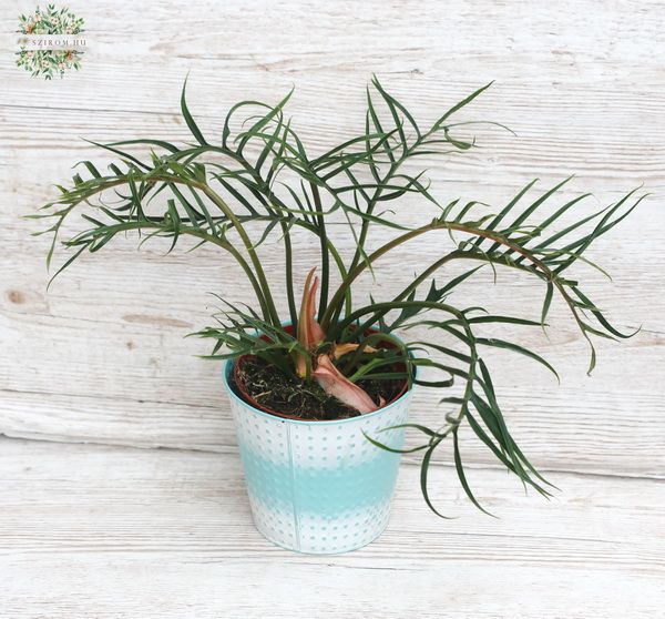 Philodendron bipinnatifidum im Topf