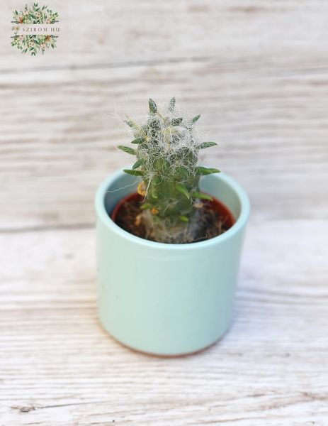 Opuntia floccosa kaspóban (7cm)