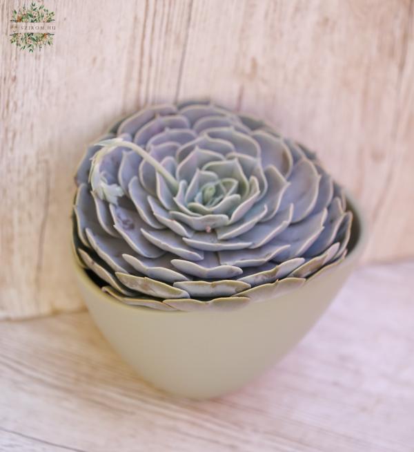 giant Echeveria in different colors